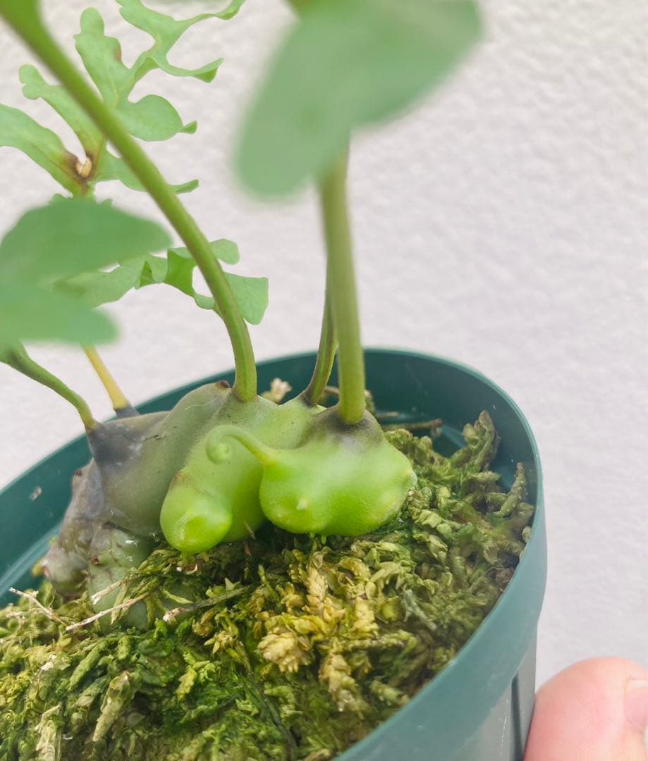 美麗発色】レカノプテリス イエローチップ - メルカリ