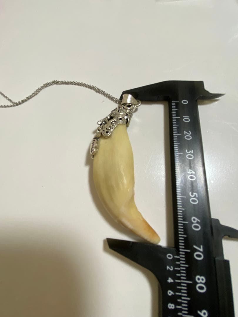 熊牙 熊歯 熊の牙 ツキノワグマ牙 ネックレス キーホルダー 新作新品