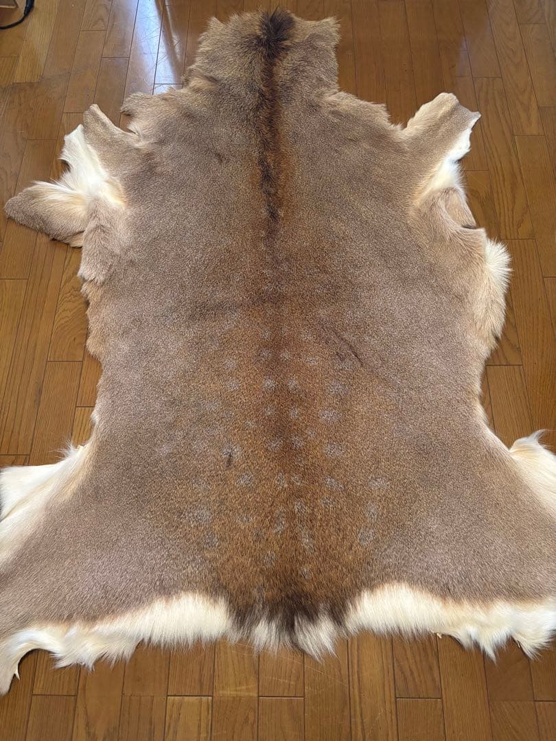 だ*ぶ様 蝦夷鹿毛皮ラグ　天然　バンビ No.12192「蝦夷鹿の毛皮のラグ：北海道」 幅145cm | ボルトナット