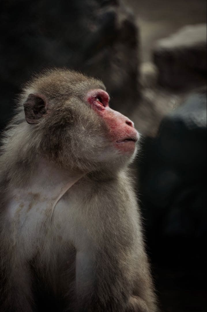 sigma 16-300mm f3.5-6.7 DC OS Lマウント