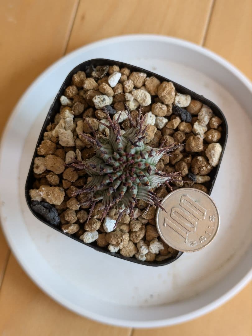 coral VELさま専用 ユーフォルビア宇田ゼブラホリダ - メルカリ