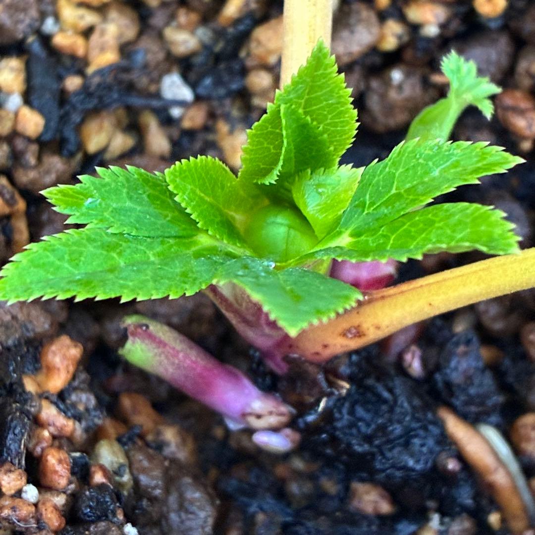 オ*ン様 ☘️蕾付き☘️根パンパン❤️沢山新芽元気株❤️3253⭐️強香⭐️強烈