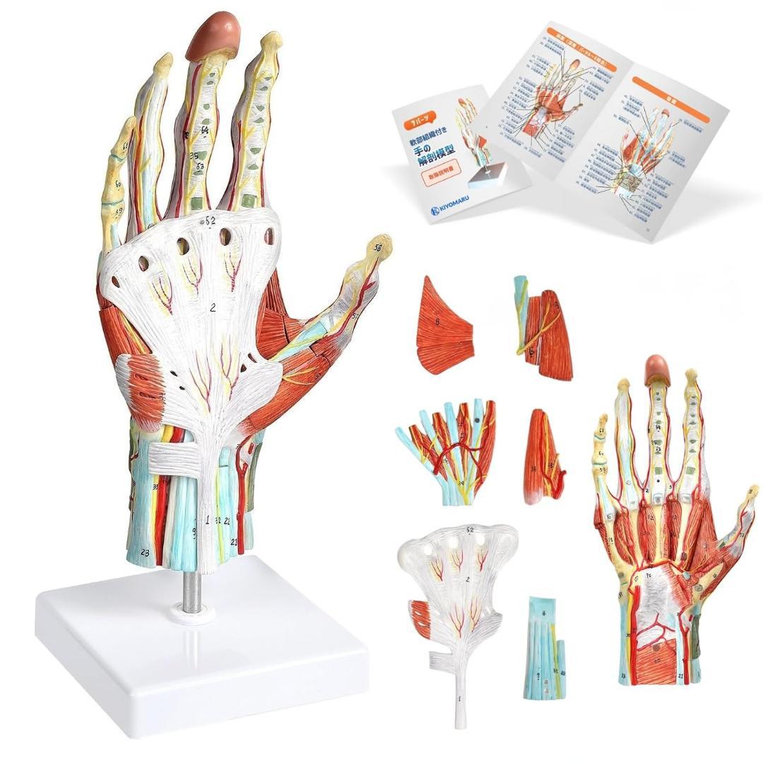 新品・未使用】KIYOMARU 手解剖模型 7パーツ分解 人体模型 手関節