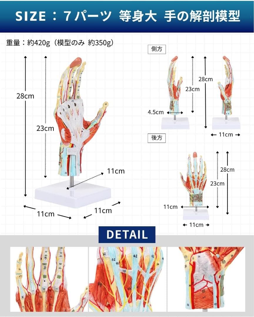 新品・未使用】KIYOMARU 手解剖模型 7パーツ分解 人体模型 手関節