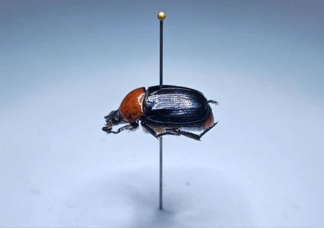 Amazon.co.jp: 週末限定半額セール 昆虫標本 オオヨツバコガネ 22000円