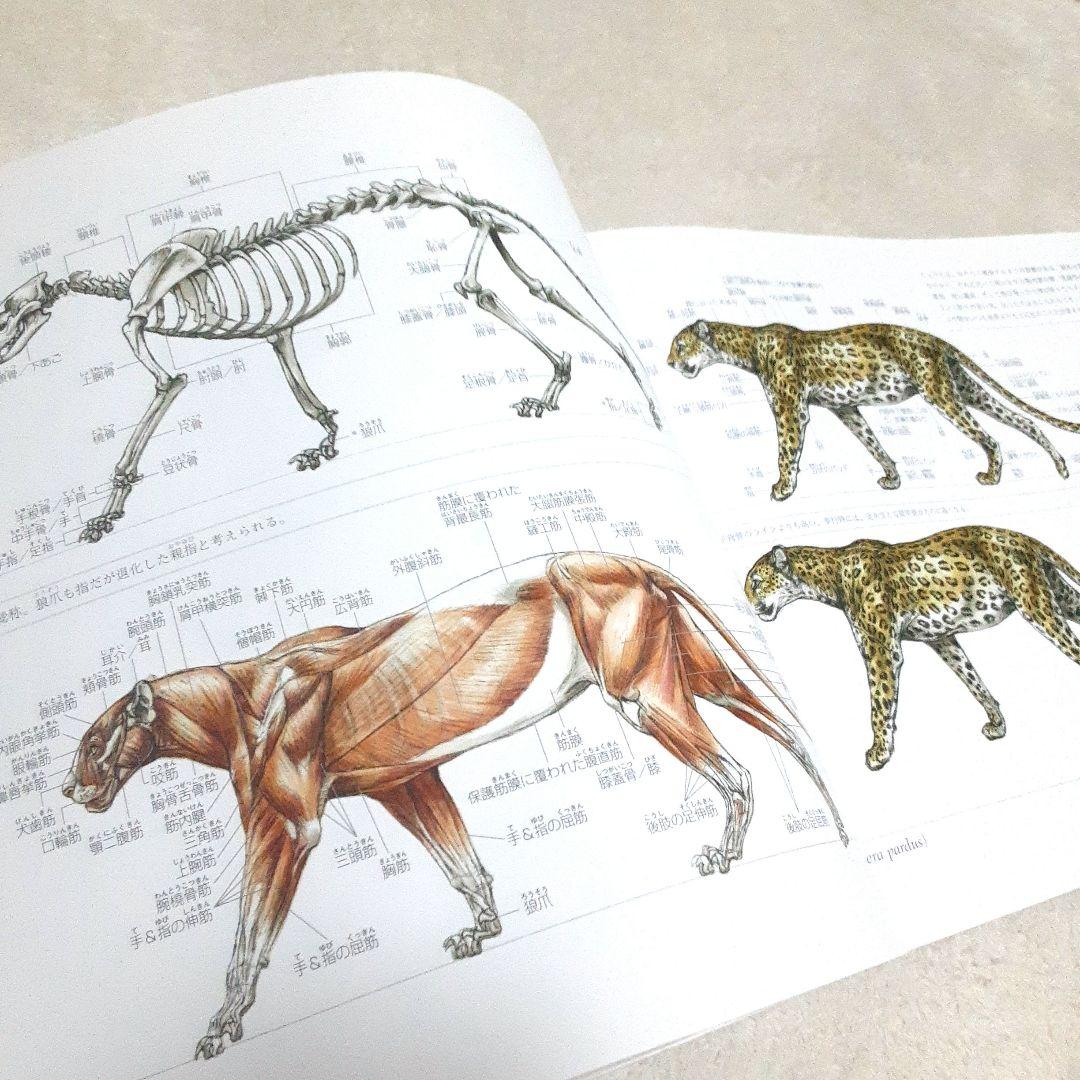 幻獣デザインのための動物解剖学 絶滅種・恐竜を含むあらゆる動物の