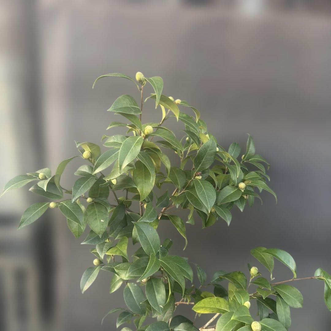 サト咲羽の誉(さわのほまれ)と炎セット苗