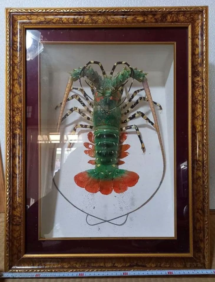 額装標本 ニシキエビ 錦海老 伊勢海老 えび 剥製 - メルカリ