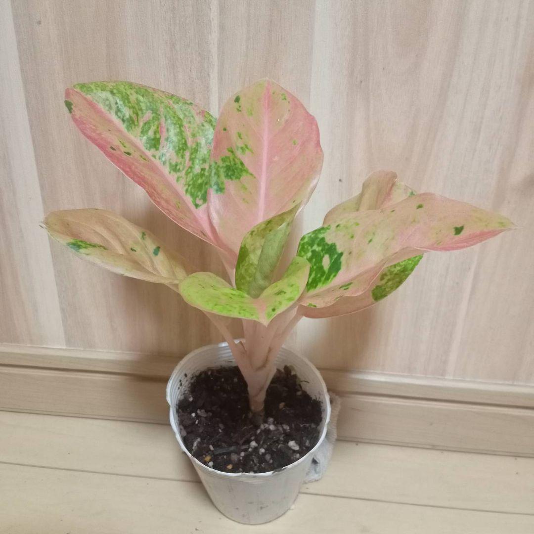 アグラオネマ ピンクローズ 観葉植物 - メルカリ