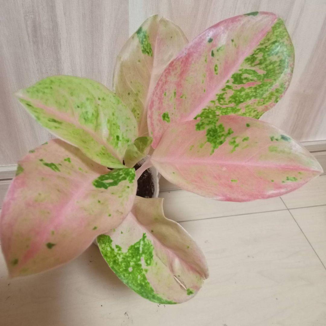 アグラオネマ ピンクローズ 観葉植物 - メルカリ
