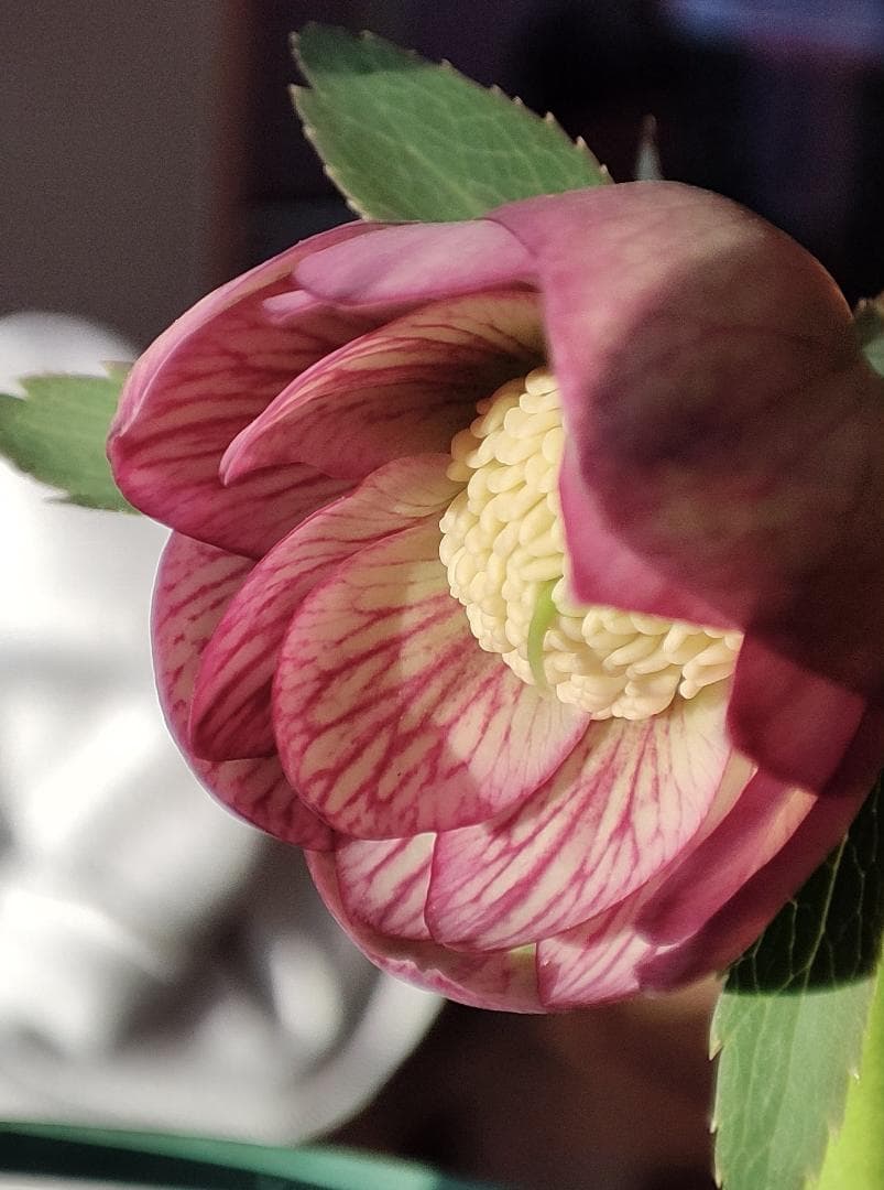 クリスマスローズ☆大木ナーサリー☆オーレアベインダブル☆極上品