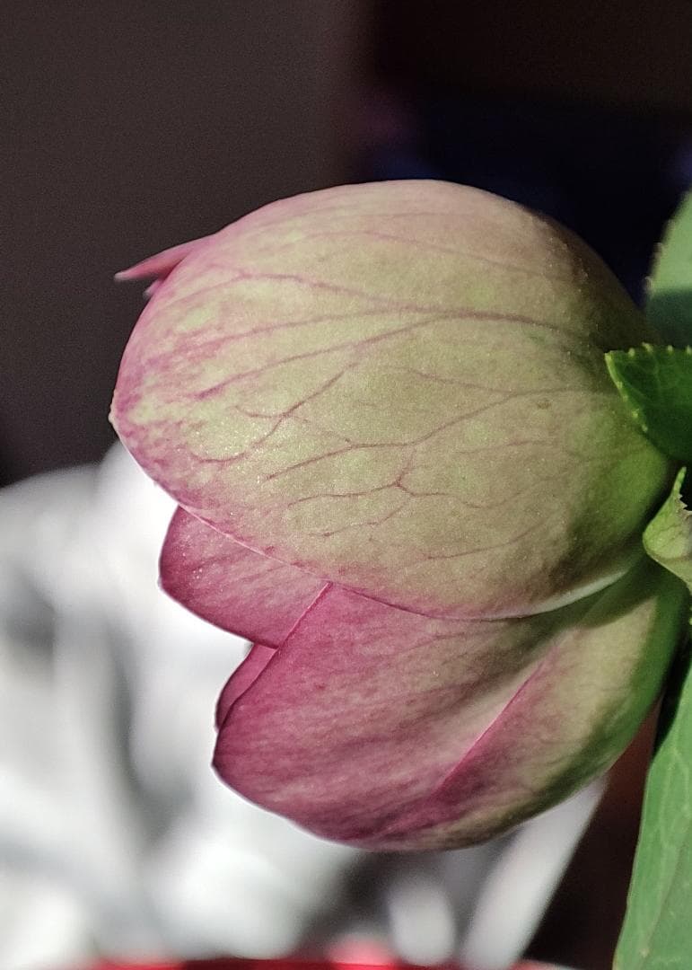 クリスマスローズ☆大木ナーサリー☆オーレアベインダブル☆極上品