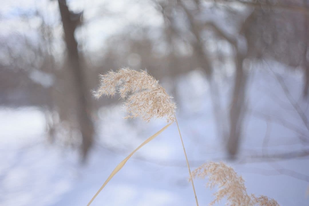 HELIOS-44M-4 58mm F2 《KMZ製》 【良品】