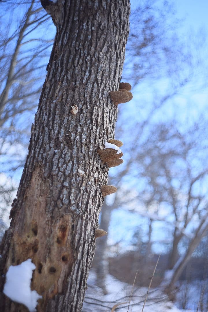 HELIOS-44M-4 58mm F2 《KMZ製》 【良品】