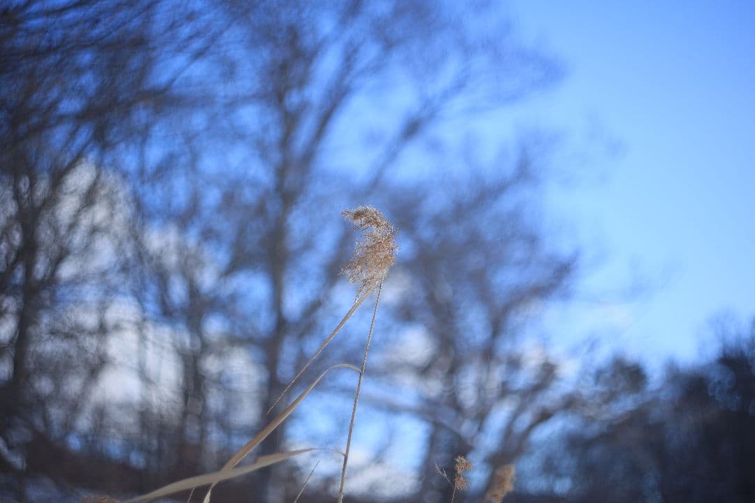 HELIOS-44M-4 58mm F2 《KMZ製》 【良品】