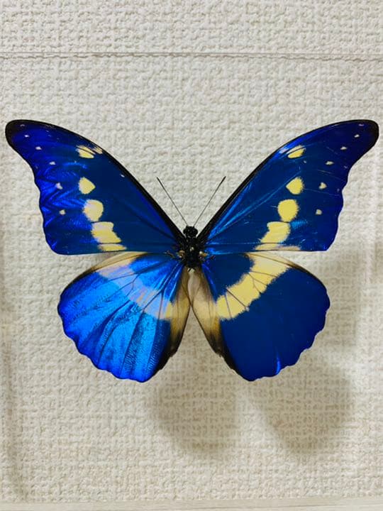 ヘレナモルフォ♂ ペルー・ティンゴマリア産 蝶 昆虫 標本 Morpho