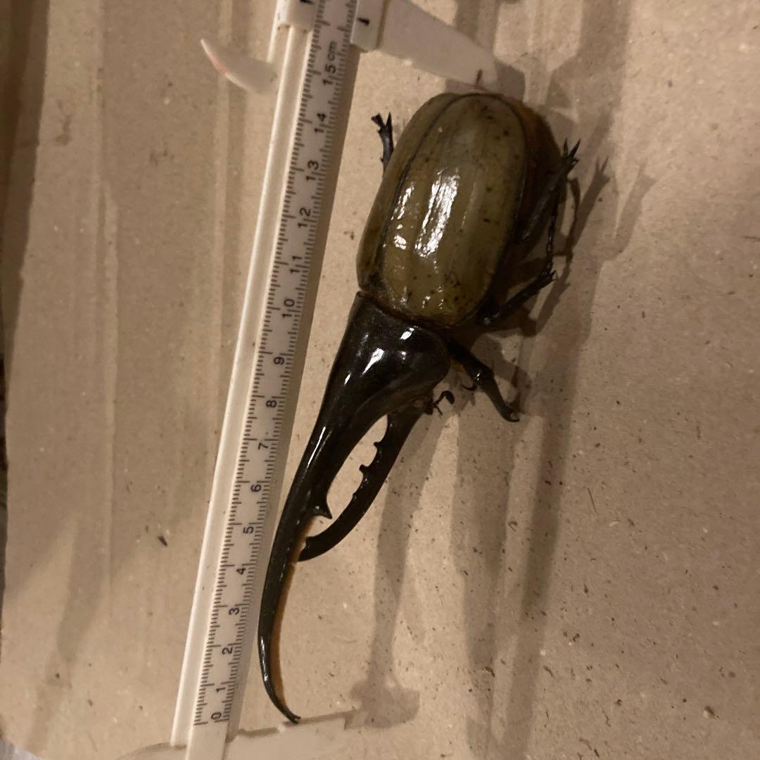 ボリビア産ナンベイオオタガメ113mm(口から給水官)