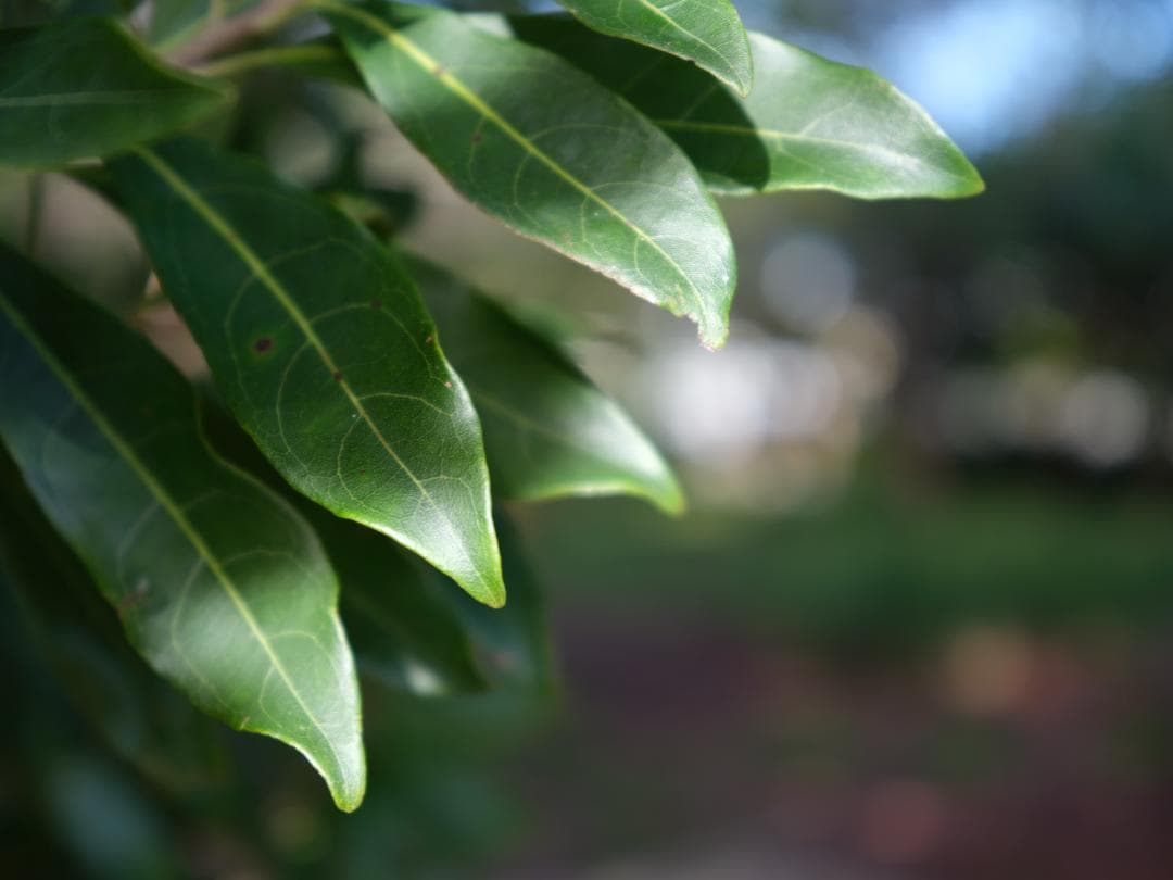 中判カメラの革命児！Fujifilm GF35-70mmF4.5-5.6 GFX