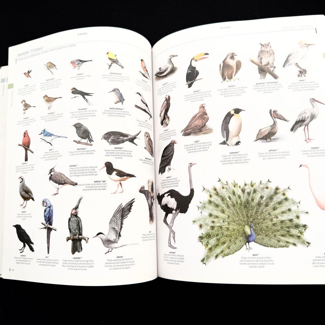 図解 フランス語辞典「Le dictionnaire visuel」 語学教材 - メルカリ