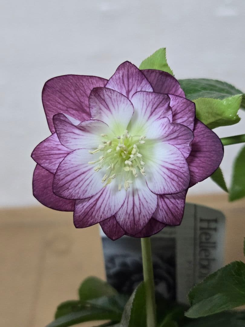 ☆広瀬園芸☆クリスマスローズ☆4.5号鉢☆ - メルカリ