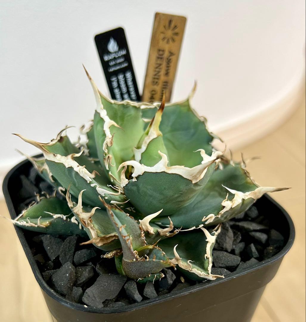 アガベ チタノタ デニス040 キングアーサー 子株 dennis040 - メルカリ