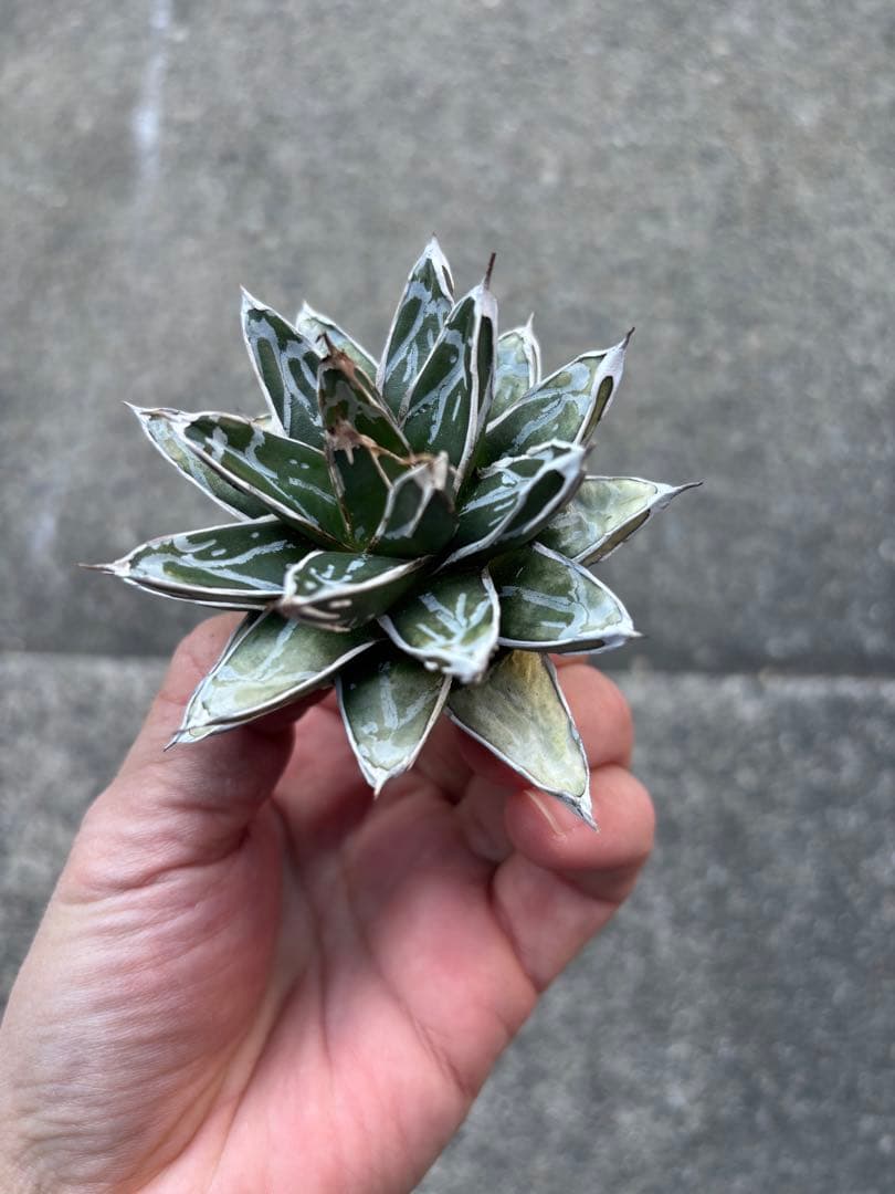 アガベ 姫笹の雪 白外斑入 極上株 - メルカリ