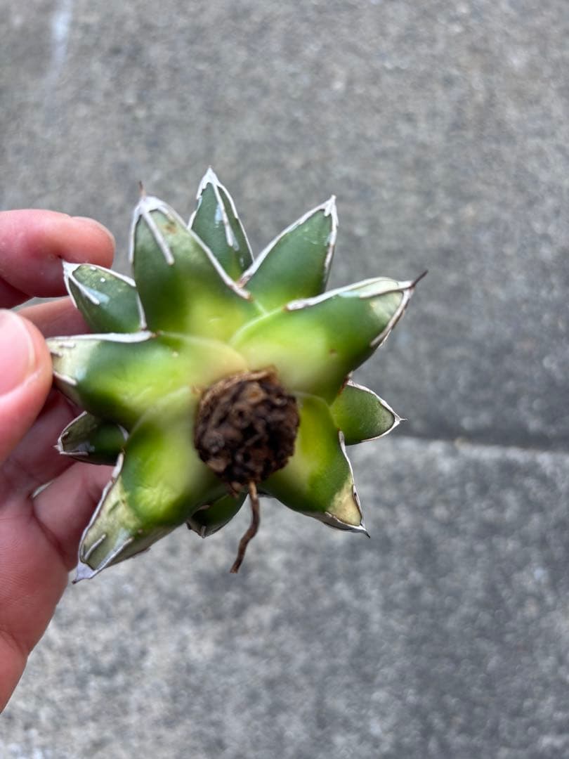 アガベ 姫笹の雪 白外斑入 極上株 - メルカリ