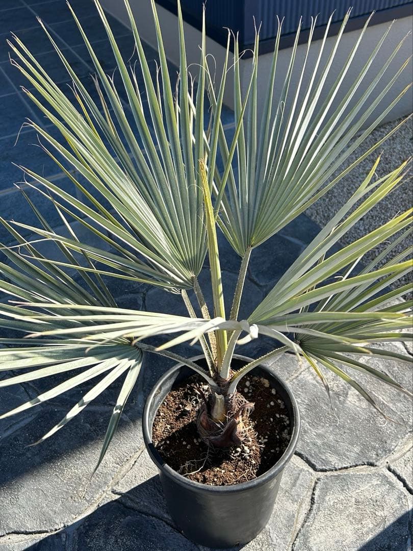 ブラヘアアルマータ　極太株　幹幅12センチ　9号鉢 楽天市場】【現品発送】ブラヘア アルマータ 13号鉢植え 苗木 : 千草園芸