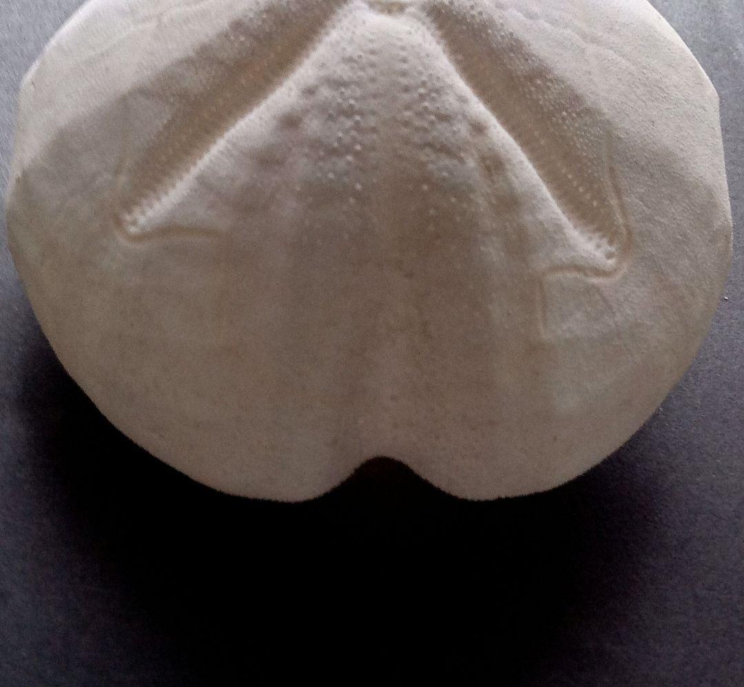 特大サイズ ライオネスブンブク ブンブク 標本 ウニ殻 - メルカリ