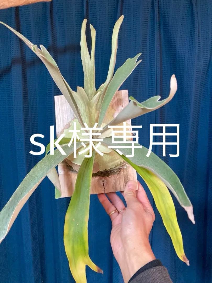 ビカクシダveitchii Auburn  ARS( mvs) ビカクシダveitchii Auburn river ARS( mvs) - メルカリ