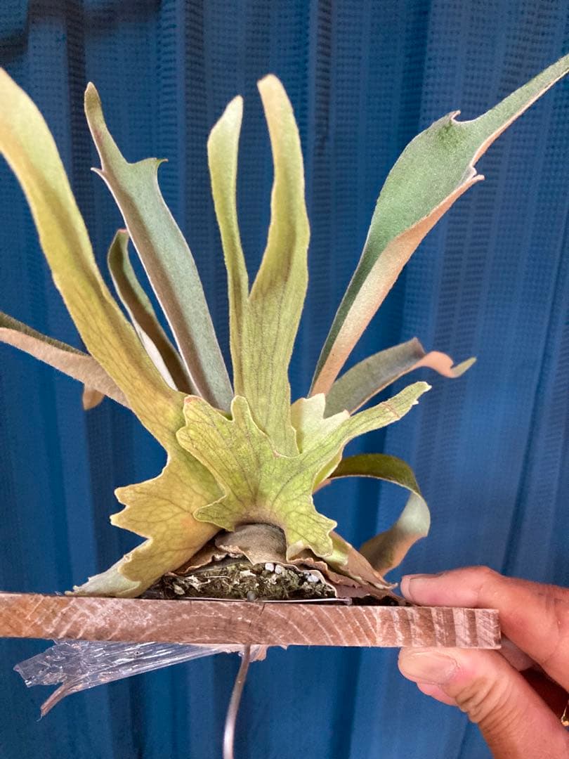 ビカクシダveitchii Auburn river ARS( mvs) - メルカリ