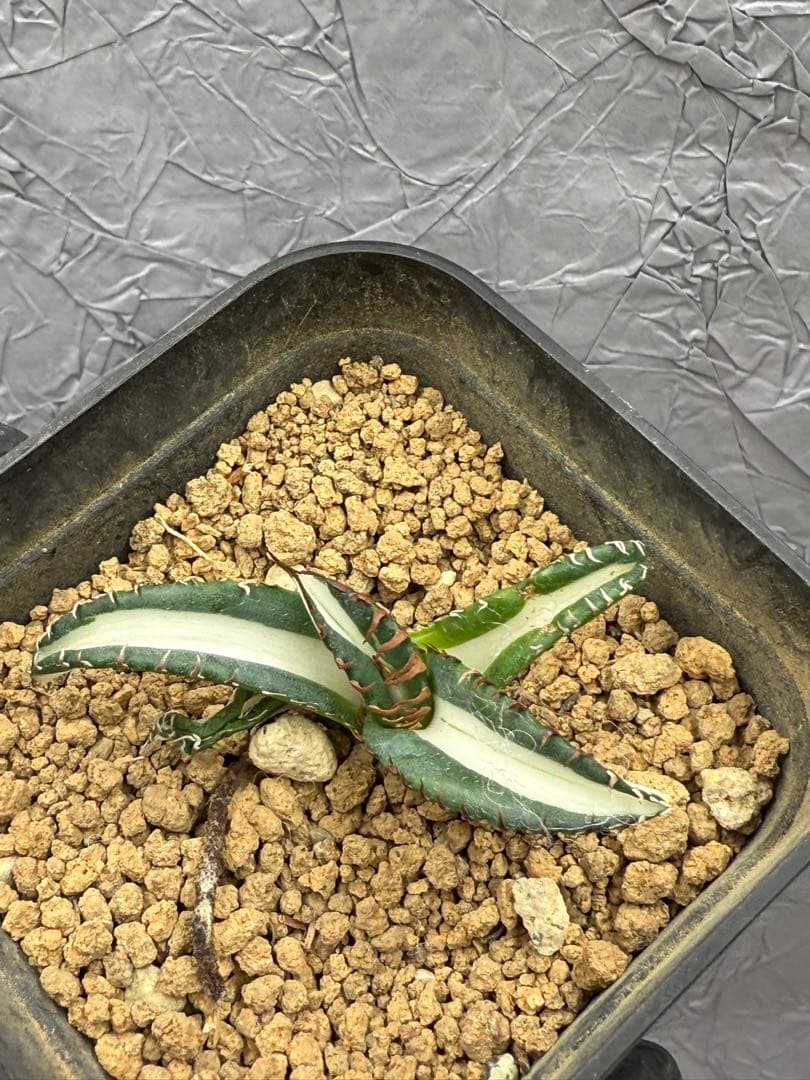 アガベ チタノタ “太陽神錦” 白中斑 極上美株 - メルカリ