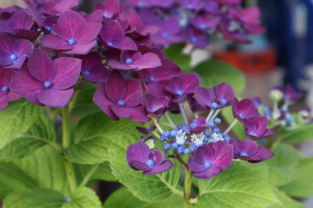 美品 CANON RF-S 18-45mm F4.5-6.3 IS STM