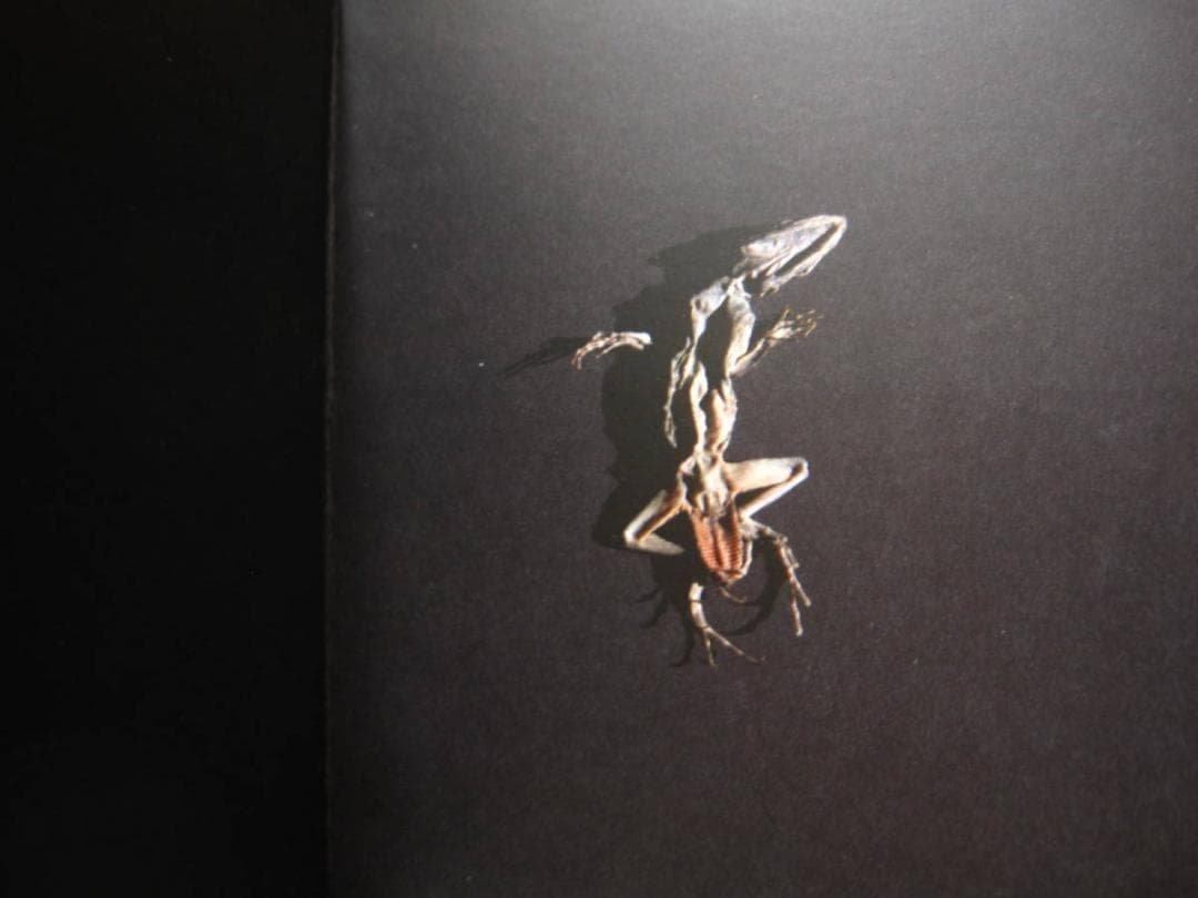 Saturno / Edu Monteiro　エドゥ・モンテイロ　私家版