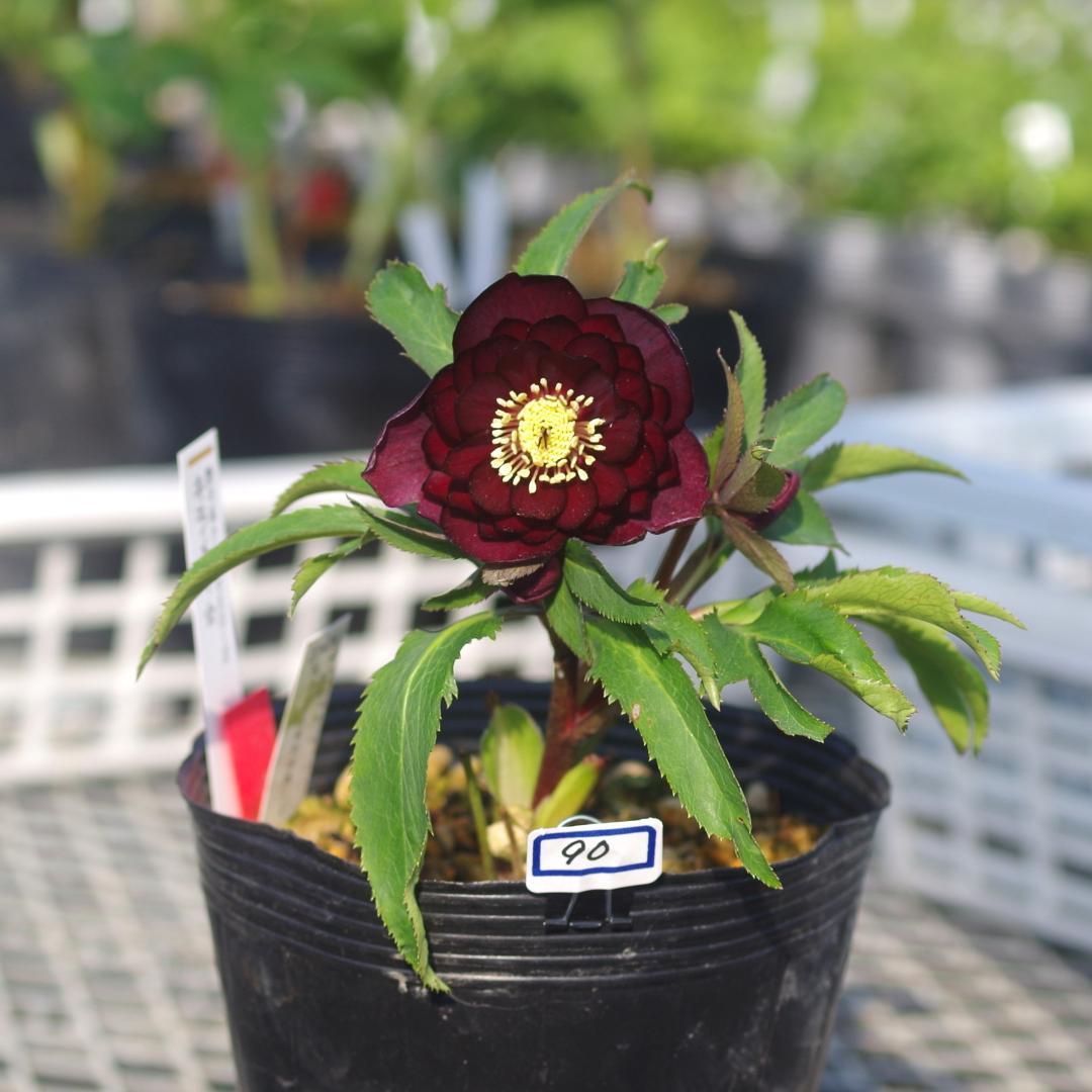 7090 多弁キラメキレッド クリスマスローズ開花 加藤農園 - メルカリ