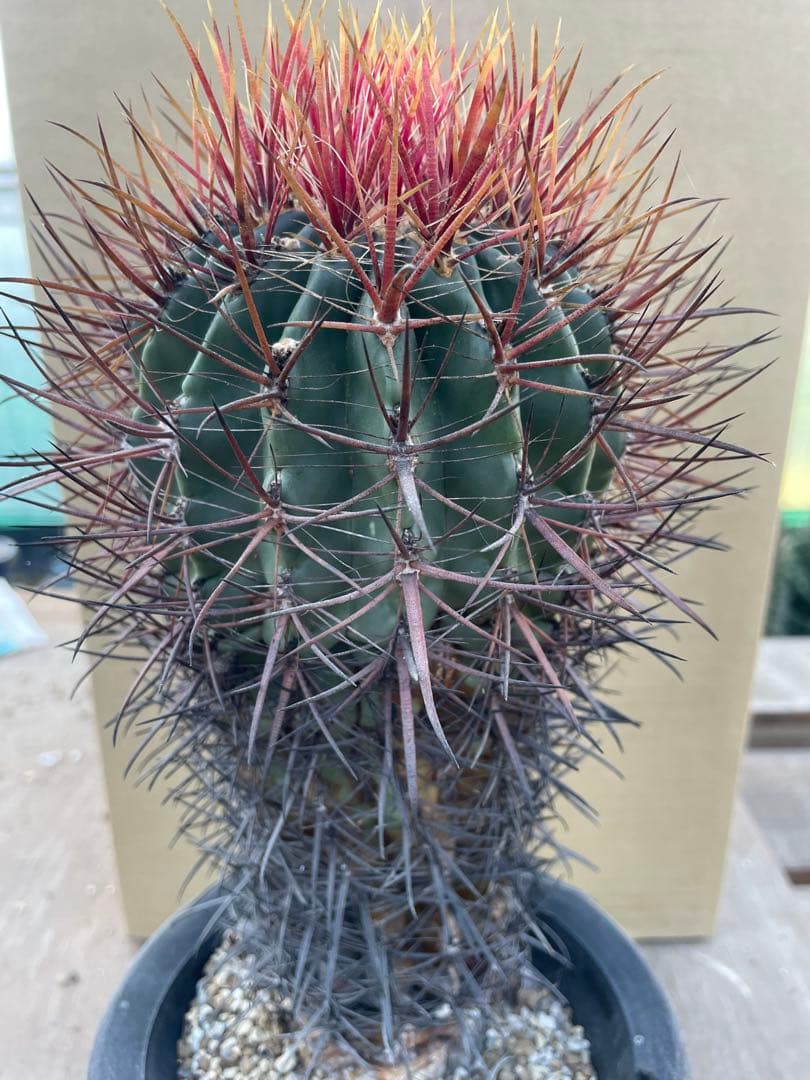 サボテン フェロカクタス 神仙玉 古株 大きめ 焼けあり