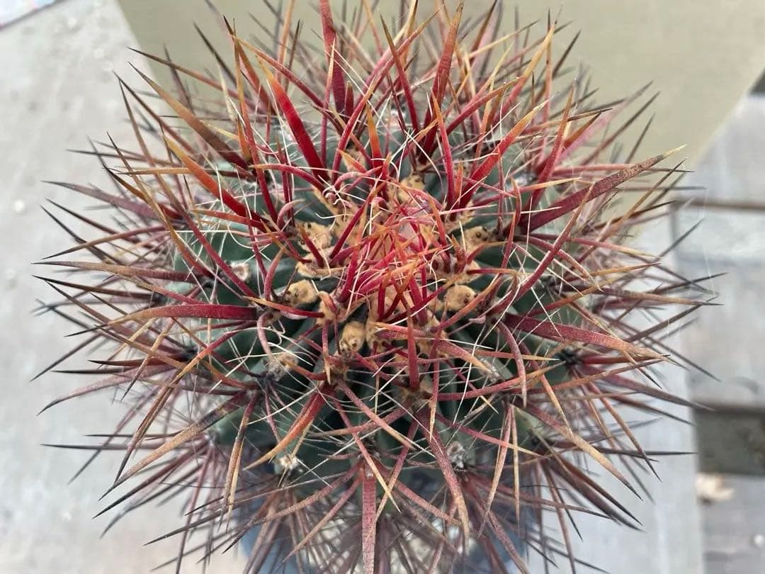 サボテン フェロカクタス 神仙玉 古株 大きめ 焼けあり