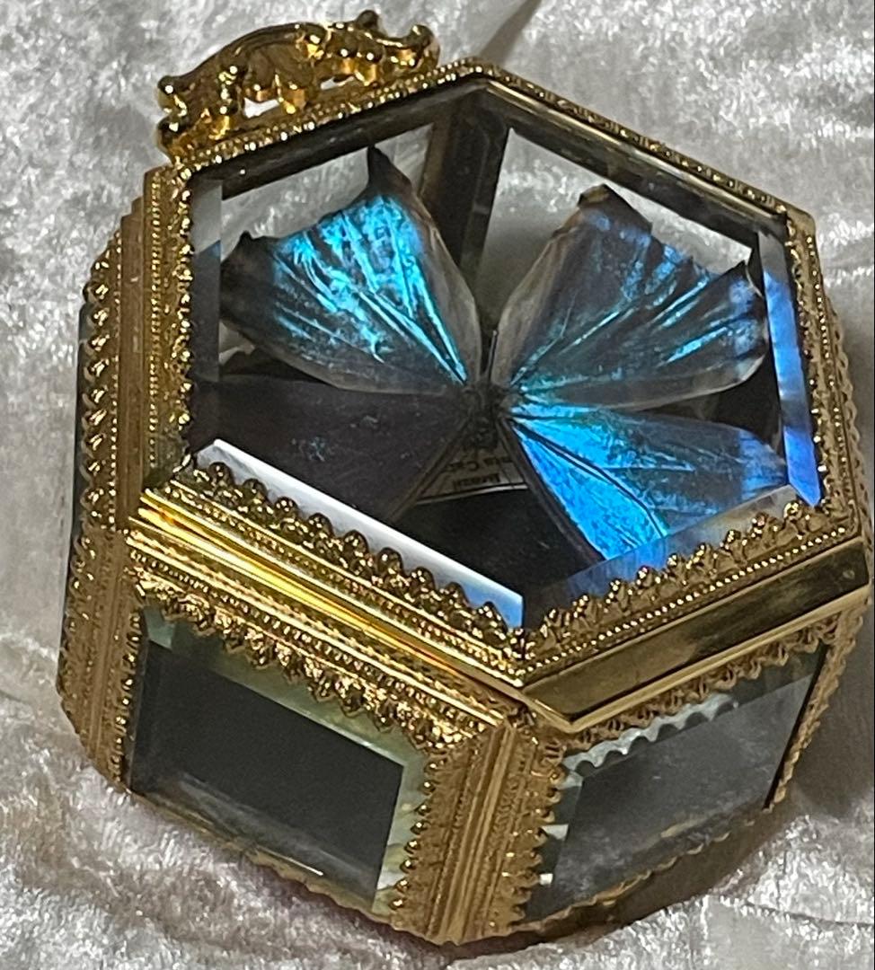 蝶 蛾 標本 ポルティスモルフォ アンティーク ヴィンテージ ジュエリー