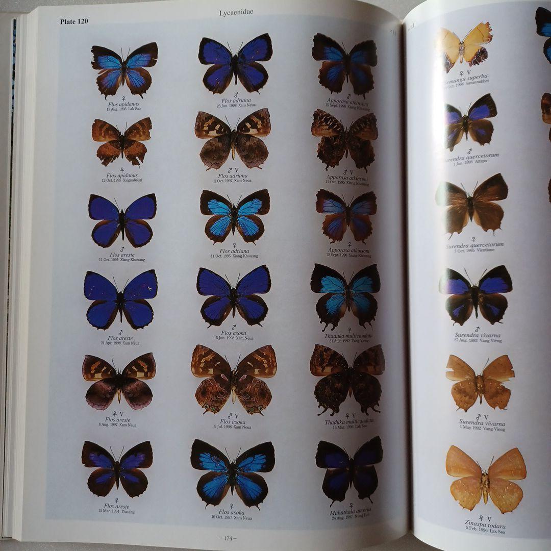 蝶の本 ラオス蝶類図譜 - メルカリ