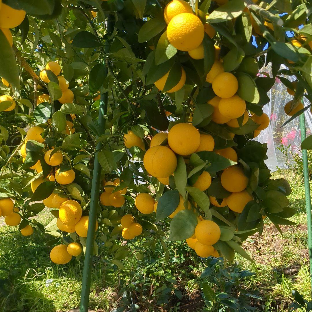 みつばち果樹園 湘南ゴールド 2.7kg サイズmix - メルカリ