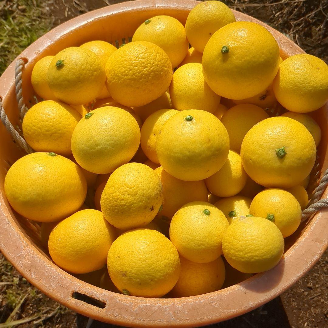 みつばち果樹園 湘南ゴールド 2.7kg サイズmix - メルカリ