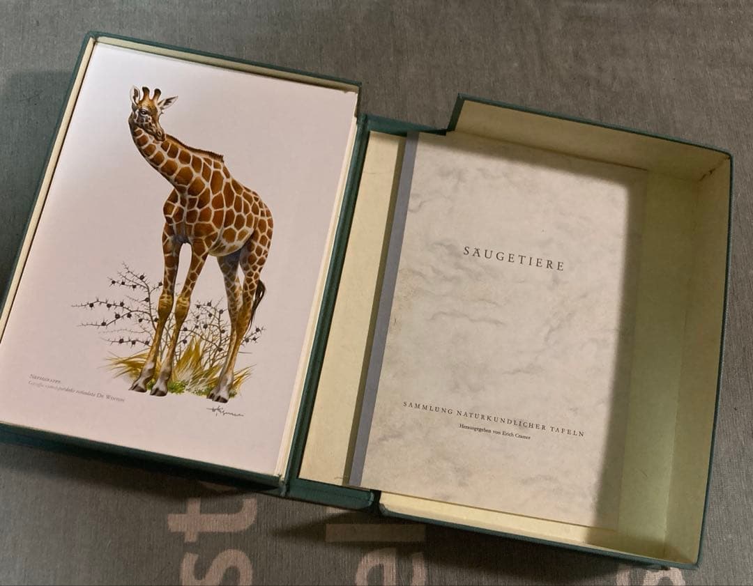 博物図鑑　1958年（ドイツ）図版、 160枚のボタニカルアートBOX 1900年]ドイツの古い植物図鑑/植物画 ボタニカルアート リトグラフ