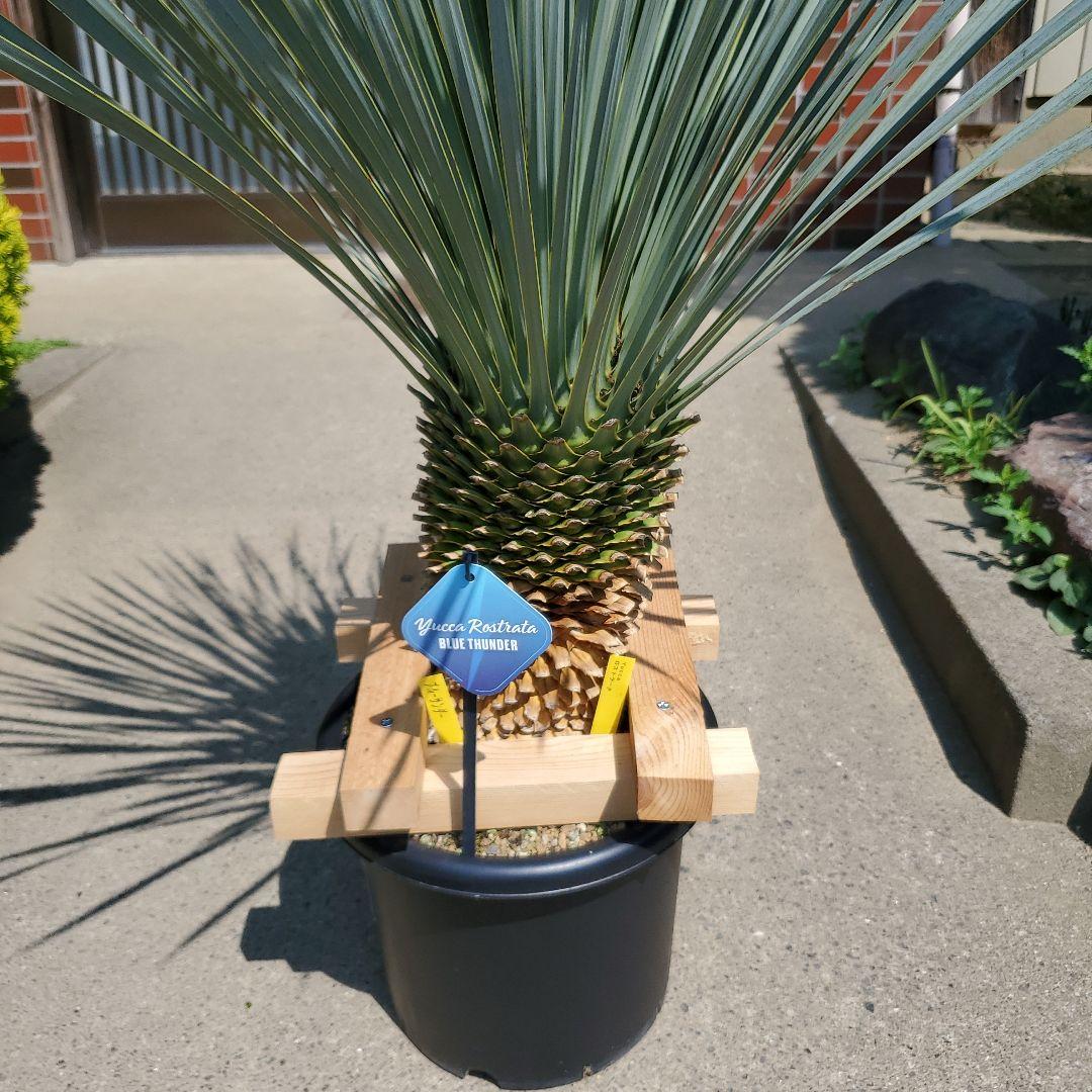 ユッカ ロストラータ ブルーサンダー① - メルカリ