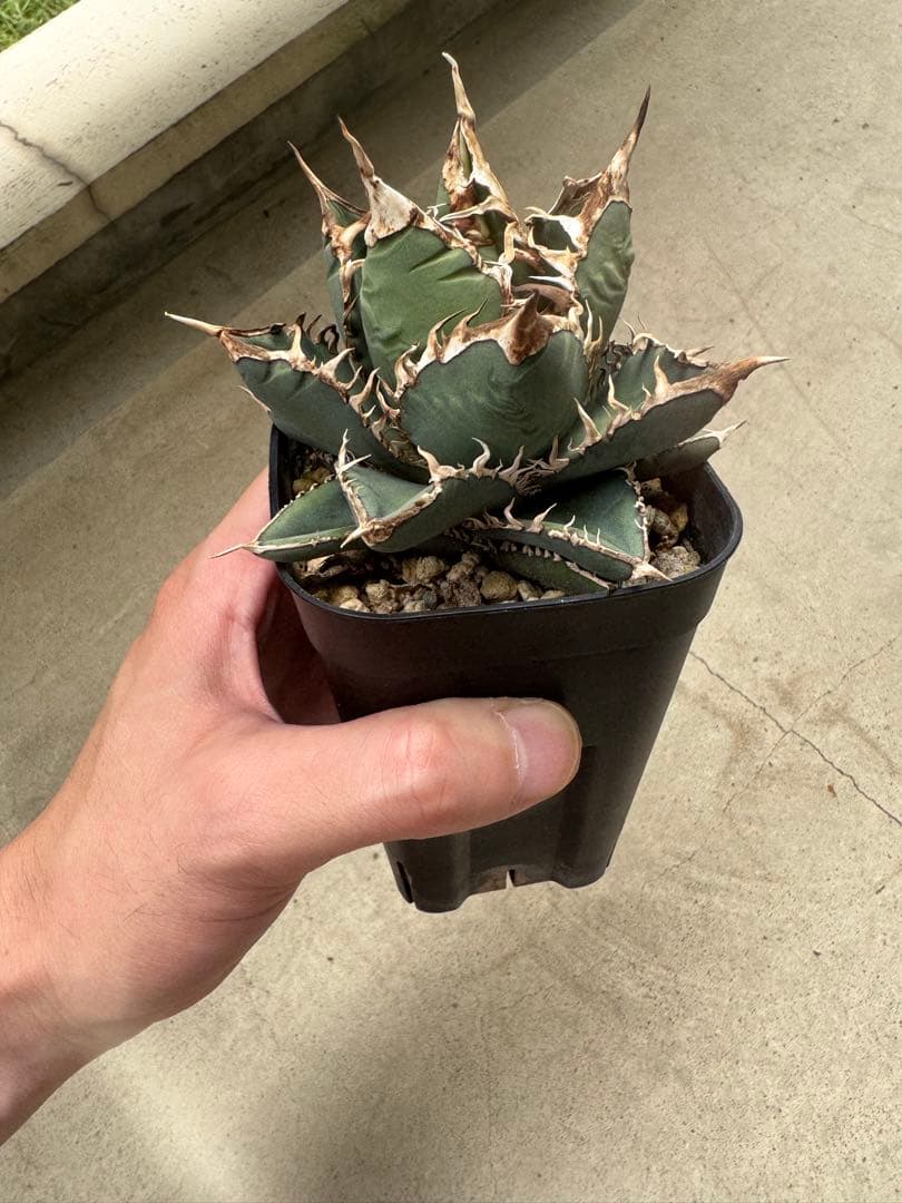 アガベ Hans実生01 - メルカリ