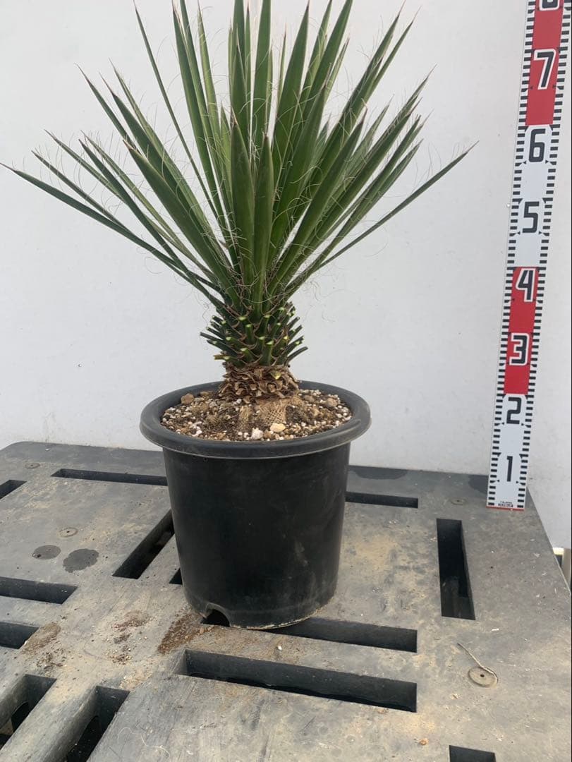 a*i様 ユッカ　フィリフェラ