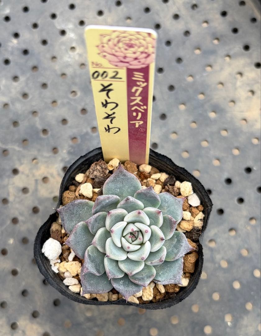 そわそわ ミックスベリア おらいさん苗 抜き苗 多肉植物 - メルカリ