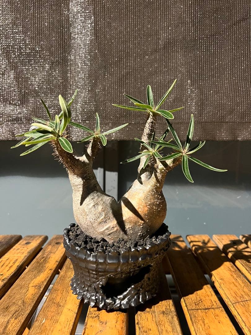 パキポディウムグラキリス２頭【現地球】 パキポディウムグラキリス コーデックス グラキリス 2頭 ダブルヘッド