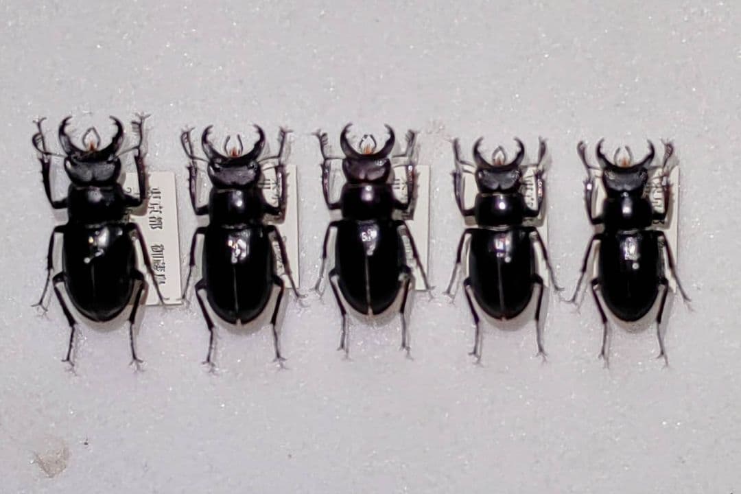 KANA様専用標本各種 カブトムシ、クワガタムシ