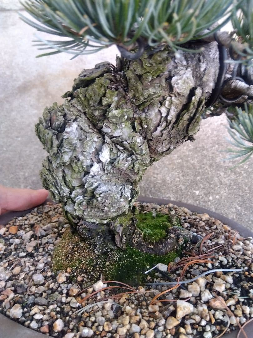 五葉松 盆栽 極太❗良樹形❗8号陶器鉢つき ③
