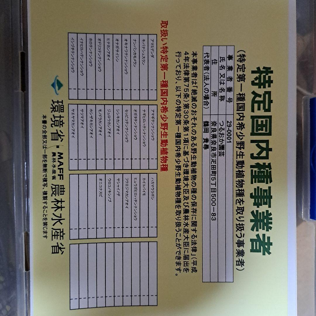 山野草 アマギテンナンショウ 大 開花球 2個セット - メルカリ